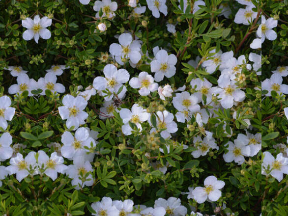 Pięciornik 'Dasiphora fruticosa' Snowbird - zdjęcie główne