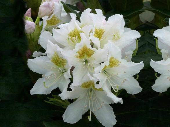  Różanecznik 'Rhododendron' Biały  - zdjęcie główne