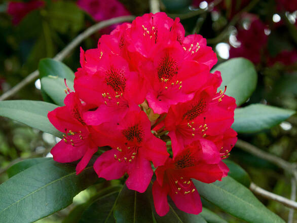  Różanecznik 'Rhododendron' Czerwony - zdjęcie główne