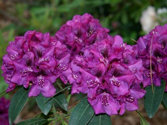 Różanecznik 'Rhododendron' Fioletowy - zdjęcie główne
