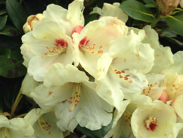  Różanecznik 'Rhododendron' Kremowy - zdjęcie główne