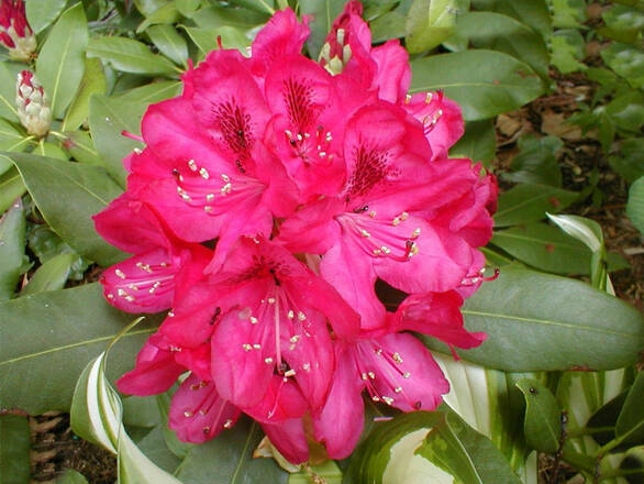  Różanecznik 'Rhododendron' Krwisty - zdjęcie główne