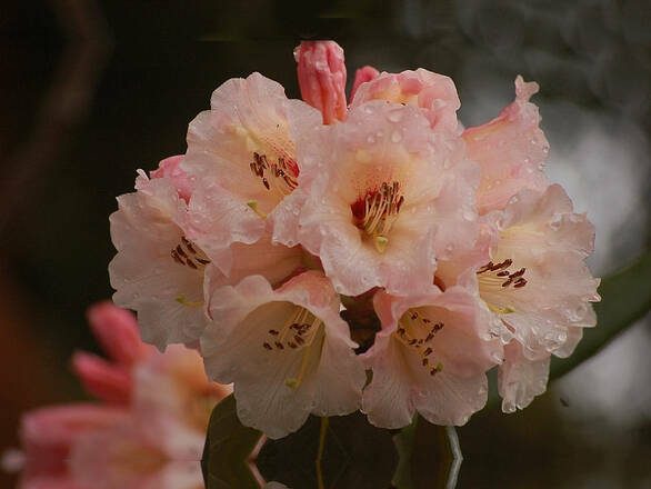  Różanecznik 'Rhododendron' Łososiowy - zdjęcie główne