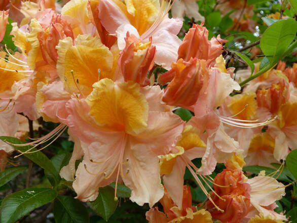 Różanecznik 'Rhododendron' Pomarańczowy - zdjęcie główne