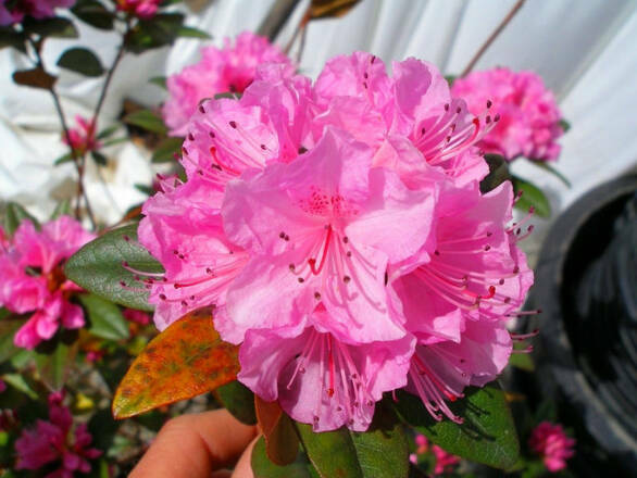 Różanecznik 'Rhododendron' Różowy - zdjęcie główne