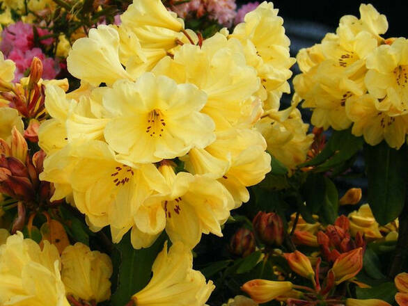  Różanecznik 'Rhododendron' Żółty - zdjęcie główne