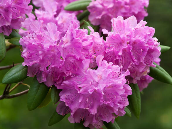  Różanecznik 'Rhododendron' Biskupi - zdjęcie główne