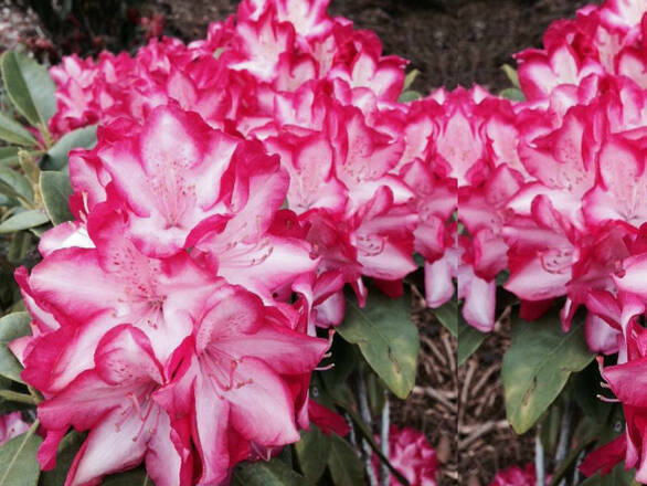  Różanecznik 'Rhododendron' Eruption - zdjęcie główne