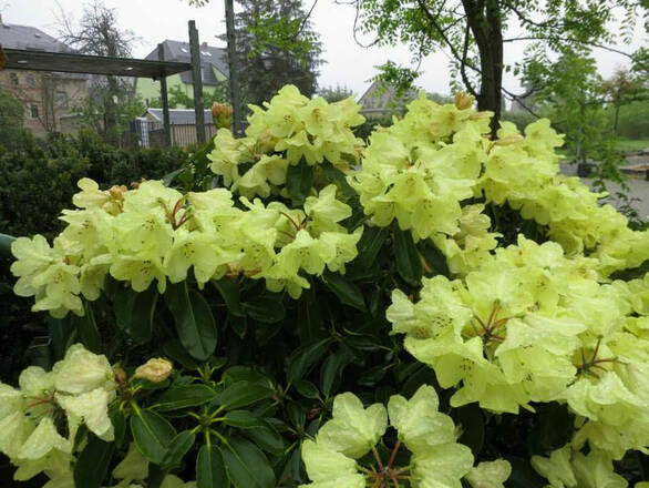  Różanecznik 'Rhododendron' Goldkrone - zdjęcie główne