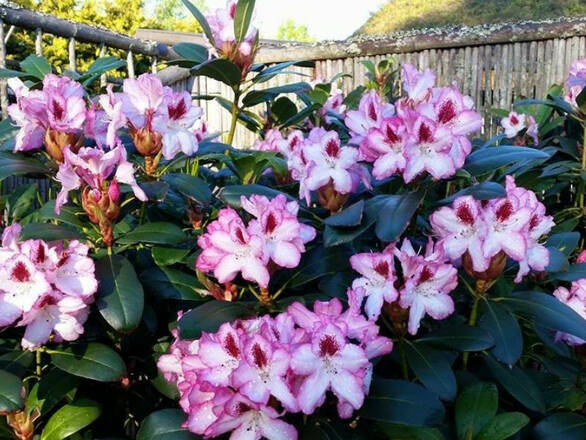 Różanecznik 'Rhododendron' Hachmann's Charmant - zdjęcie główne