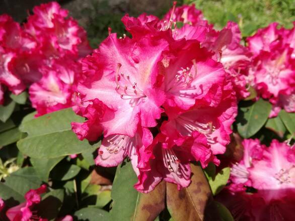 Różanecznik 'Rhododendron' Stenzauber - zdjęcie główne