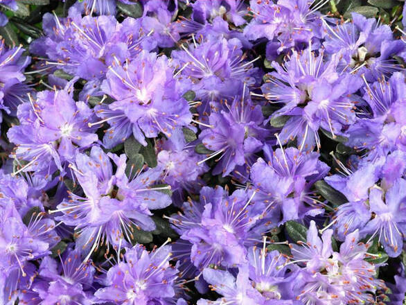 Różanecznik 'Rhododendron' Azurika - zdjęcie główne