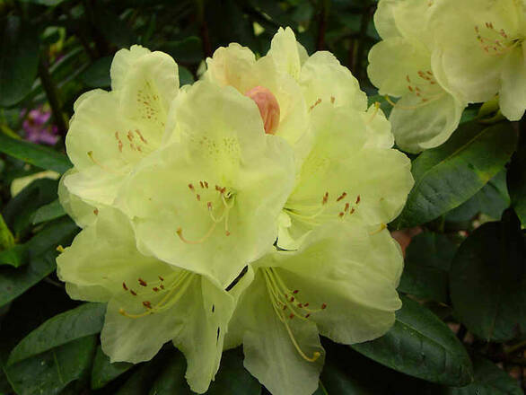  Różanecznik 'Rhododendron' Golden Wonder - zdjęcie główne