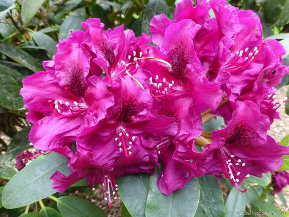  Różanecznik 'Rhododendron' Olin O. Dobss - zdjęcie główne