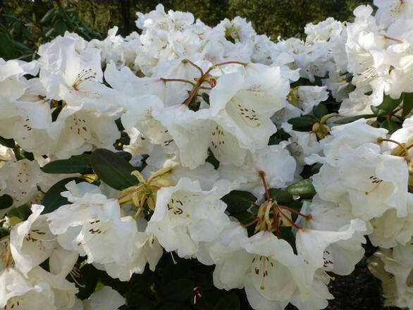  Różanecznik 'Rhododendron' Gartendirektor Riger - zdjęcie główne