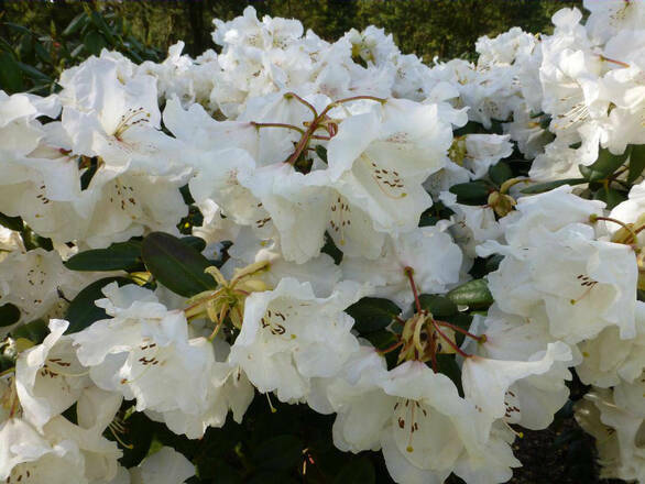 Różanecznik 'Rhododendron' Gartendirektor Riger - zdjęcie główne