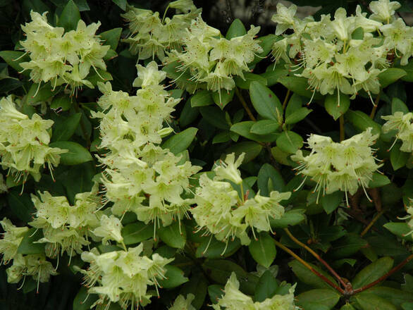  Różanecznik 'Rhododendron' Princess Anne - zdjęcie główne