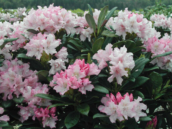  Różanecznik 'Rhododendron' Pohjola's Daughter - zdjęcie główne