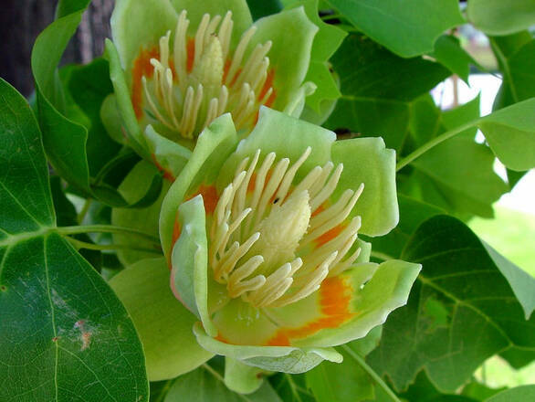  Tulipanowiec 'Liriodendron' - zdjęcie główne