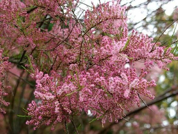  Tamaryszek 'Tamarix'  Parviflora - zdjęcie główne