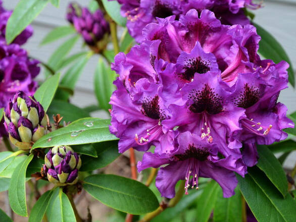  Różanecznik 'Rhododendron' Purple Splendour - zdjęcie główne