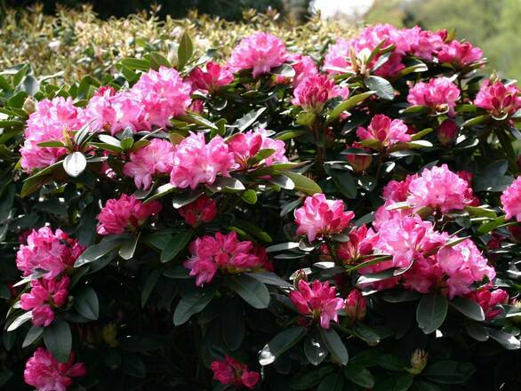  Różanecznik 'Rhododendron' Resonanz - zdjęcie główne