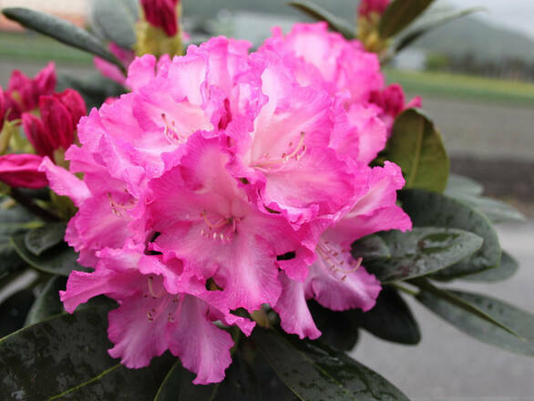  Różanecznik 'Rhododendron' Blurettia - zdjęcie główne