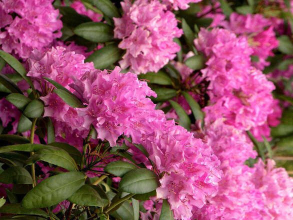 Różanecznik 'Rhododendron' Roseum Elegans - zdjęcie główne