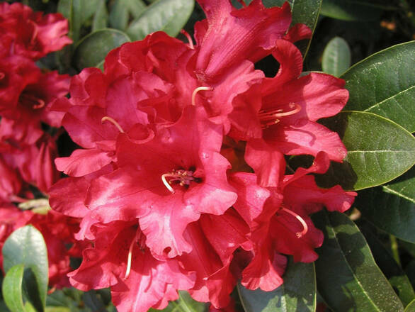  Różanecznik 'Rhododendron' Bengal - zdjęcie główne