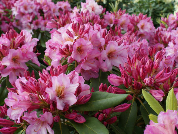  Różanecznik 'Rhododendron' Old Port - zdjęcie główne