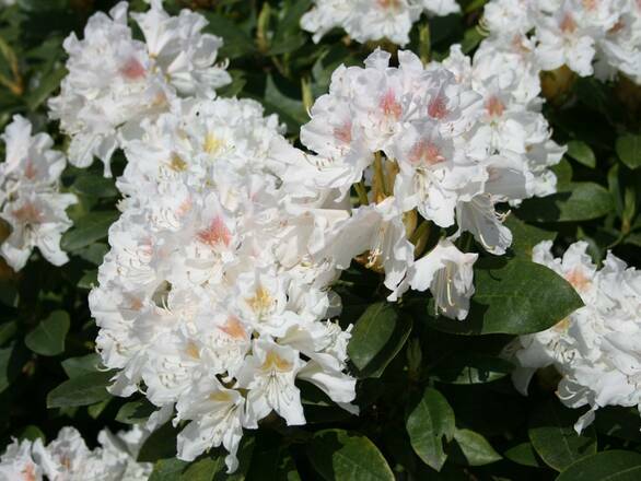  Różanecznik 'Rhododendron' Cunningham's White - zdjęcie główne