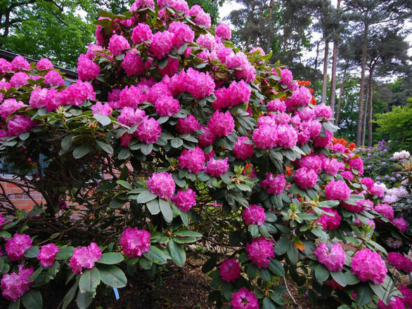 Różanecznik 'Rhododendron' Germania - zdjęcie główne