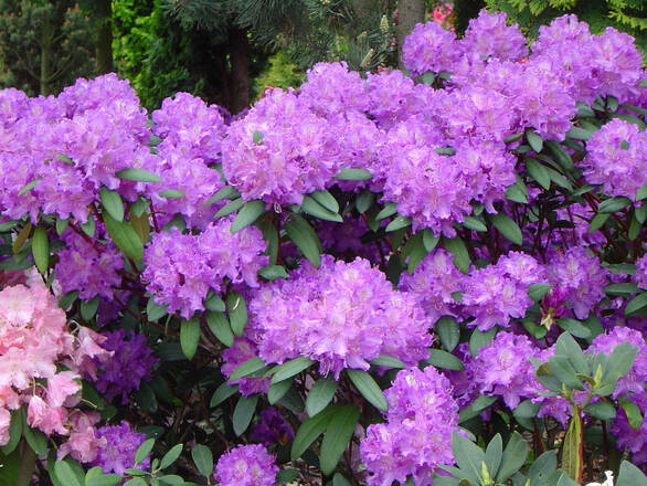  Różanecznik 'Rhododendron' Alfred - zdjęcie główne