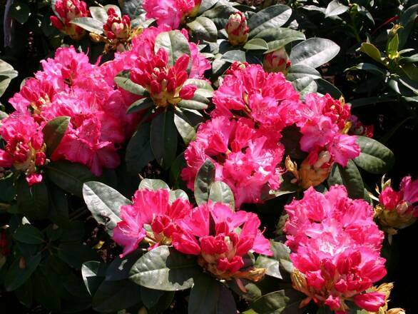 Różanecznik 'Rhododendron' Sternzauber - zdjęcie główne