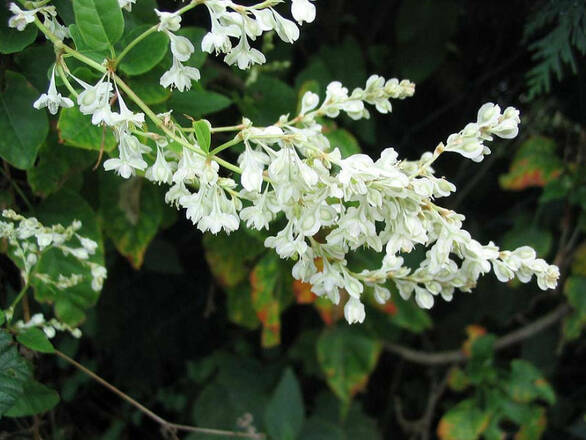  Rdes 'Fallopia auberti' Auberta - zdjęcie główne