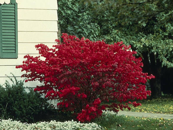  Trzmielina Oskrzydlona 'Euonymus alatus' Compactus - zdjęcie główne