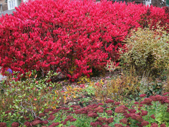  Trzmielina Oskrzydlona 'Euonymus alatus' Fire Ball - zdjęcie główne