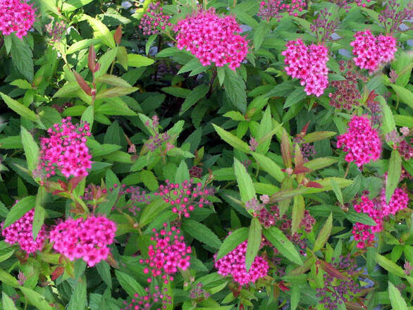  Tawuła 'Spiraea'  Różowo - Zielona - zdjęcie główne