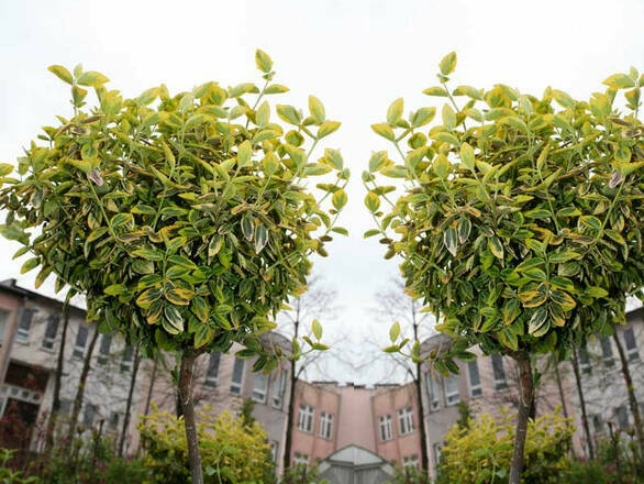  Trzmielina  'Euonymus' Szczepiona Na Pniu - zdjęcie główne