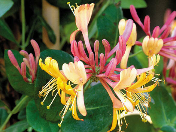  Wiciokrzew 'Lonicera' Goldflame - zdjęcie główne