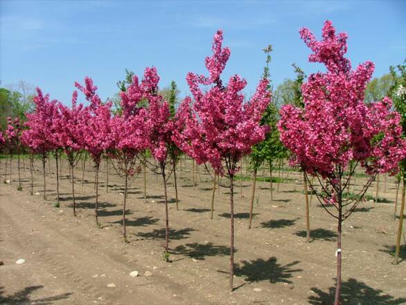  Wiśnia Piłkowana 'Prunus serrulata ' Kanzan - zdjęcie główne