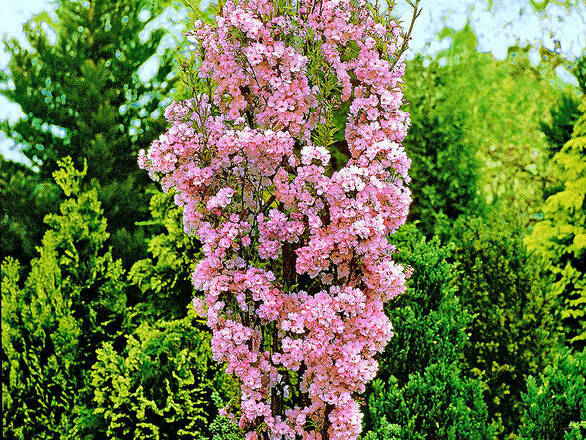  Wiśnia Japońska 'Prunus serrulata ' Amonagawa - zdjęcie główne