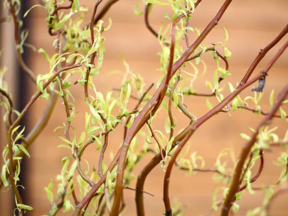  Wierzba 'Salix' Mandżurska - zdjęcie główne