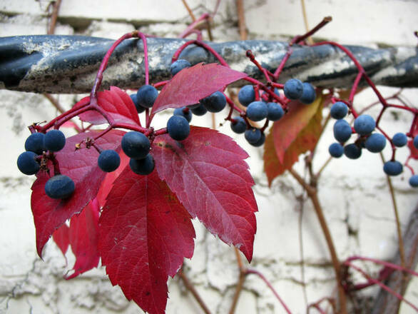  Winobluszcz 'Parthenocissus quinquefolia' Pięciokwiatowy - zdjęcie główne