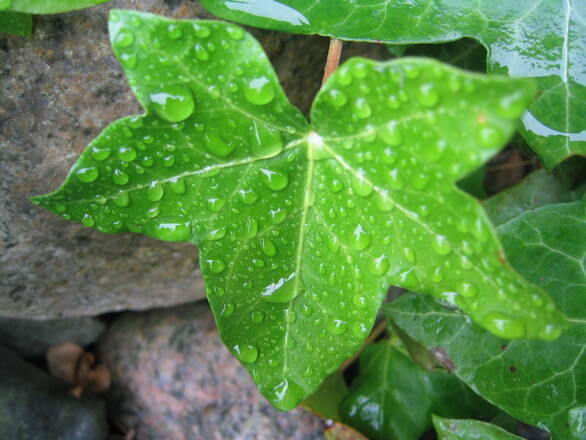  Winobluszcz 'Parthenocissus planch' Zimozielony - zdjęcie główne