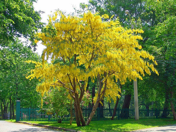  Złotokap 'Laburnum anagyroides' - zdjęcie główne