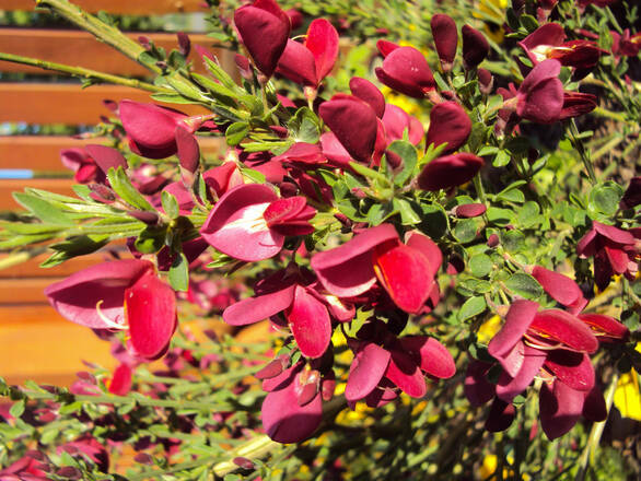  Żarnowiec 'Cytisus scoparius' Czerwony - zdjęcie główne