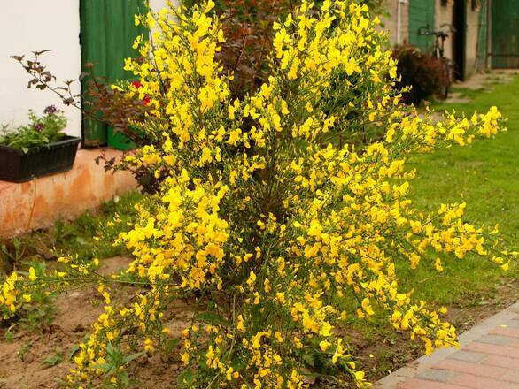  Żarnowiec 'Cytisus scoparius' Żółty - zdjęcie główne