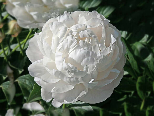  Piwonia 'Paeonia' Biała - zdjęcie główne