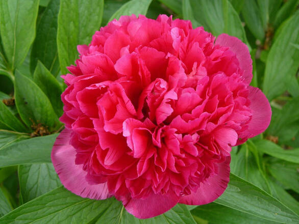  Piwonia 'Paeonia' Czerwona Krwista - zdjęcie główne